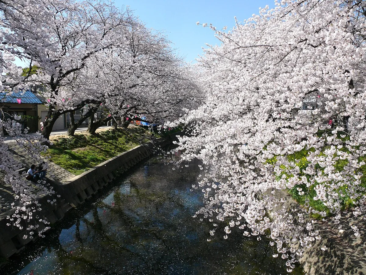 2009년 이와쿠라 고조강의 벚꽃