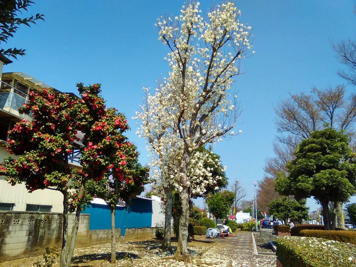 2018년 이즈미 녹도 산책로