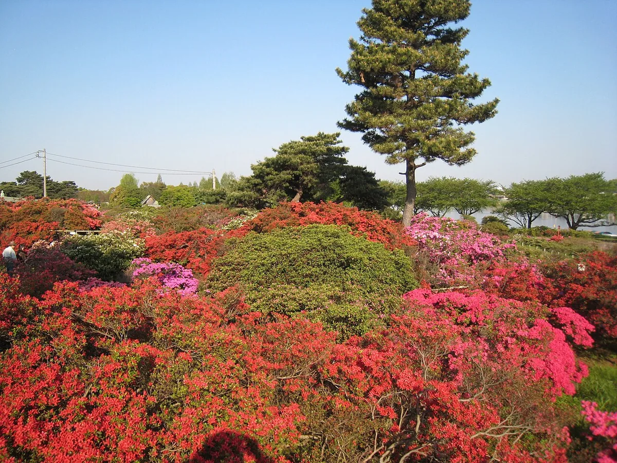 쓰쓰지가오카공원 실제 사진