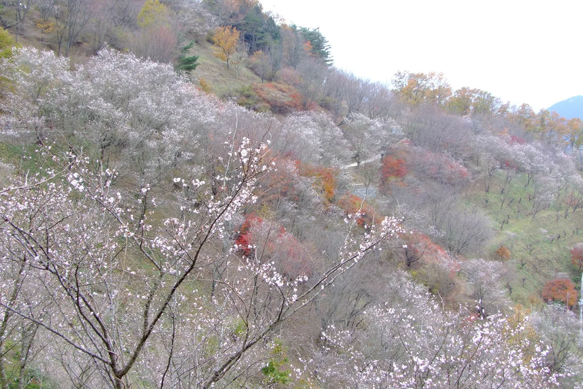 사쿠라야마공원 실제 사진