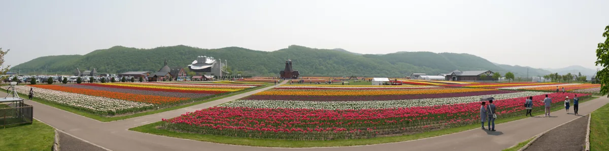 Panorama of Kamiyubetsu Tulip Park flower fields in May 2016