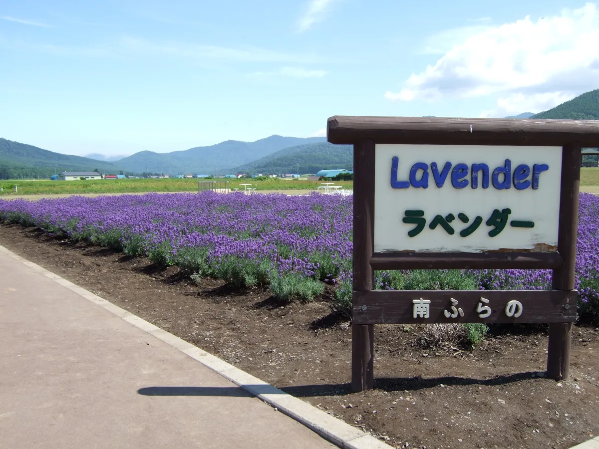 Lavender beside Minamifurano Roadside Station in July 2007