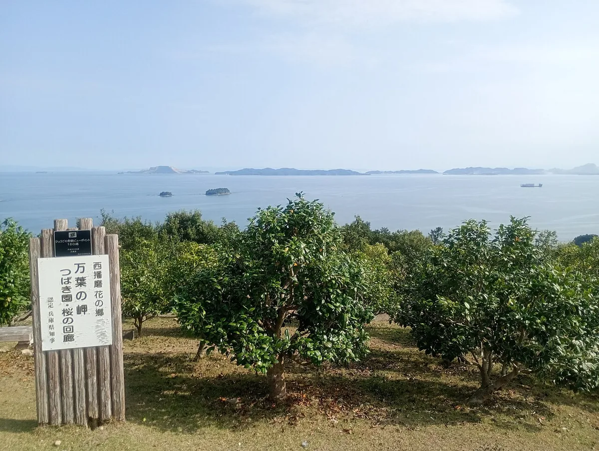 2026년 9월 만요노미사키 동백 정원과 바다 전망