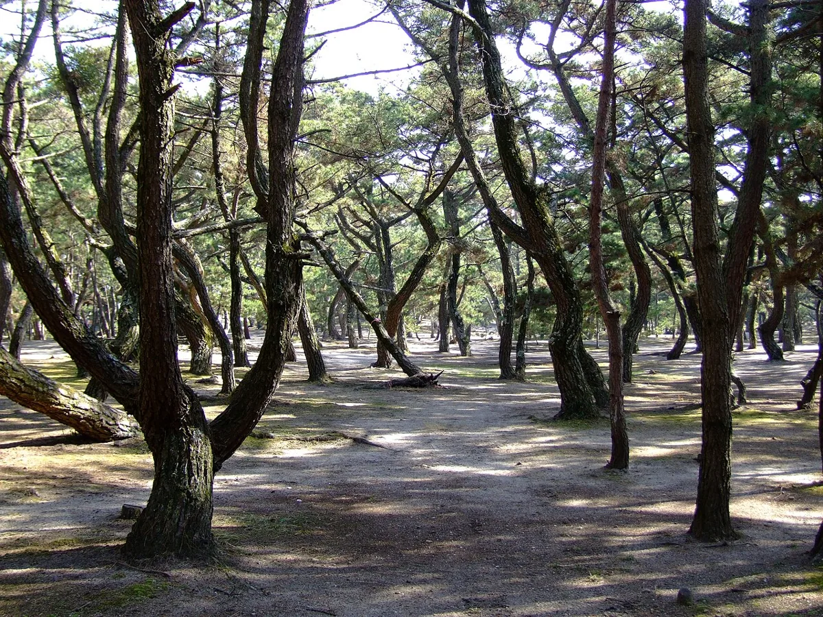 2011년 2월 게이노마쓰바라 소나무 숲 산책 구역