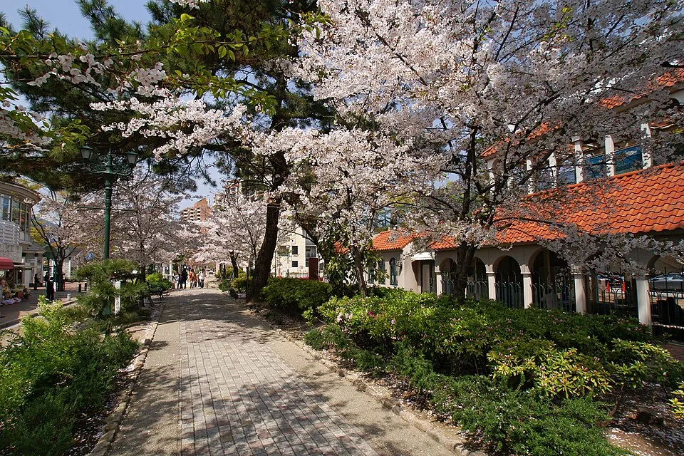 2007年春の花のみちの桜と道