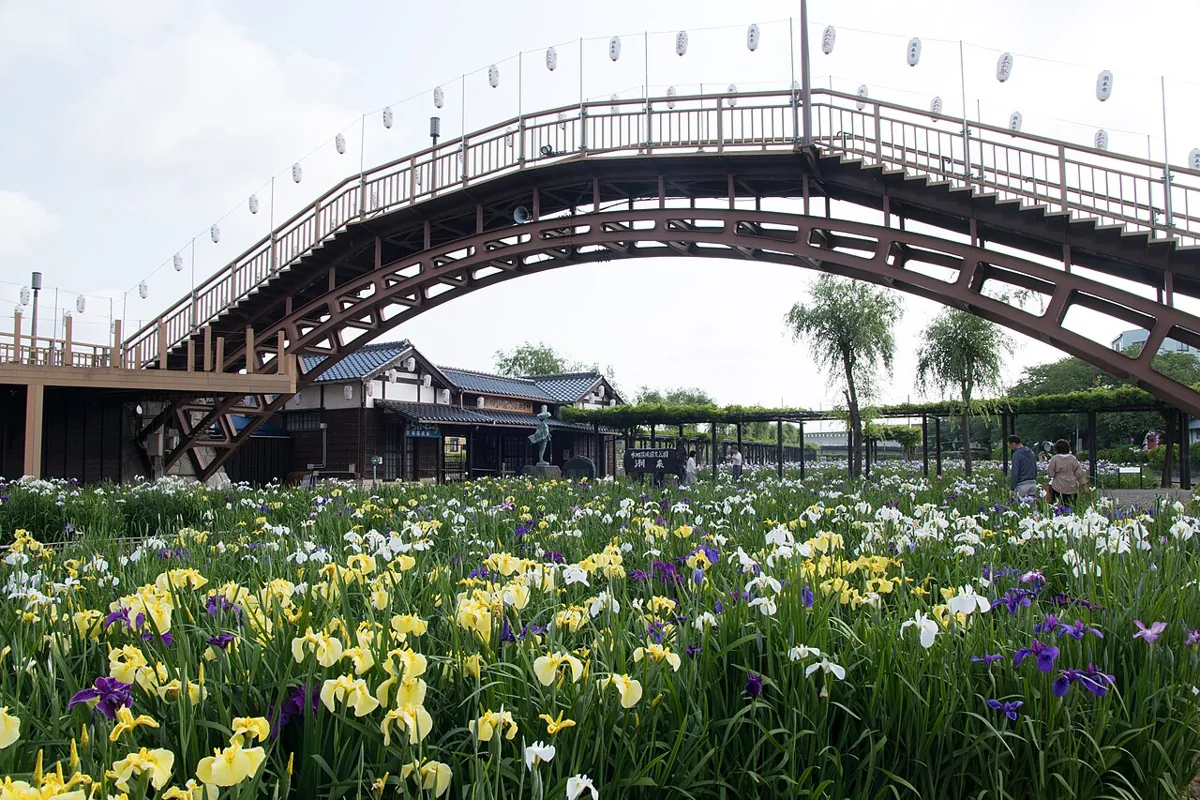 2018年撮影の花菖蒲と橋が見える水郷潮来あやめ園
