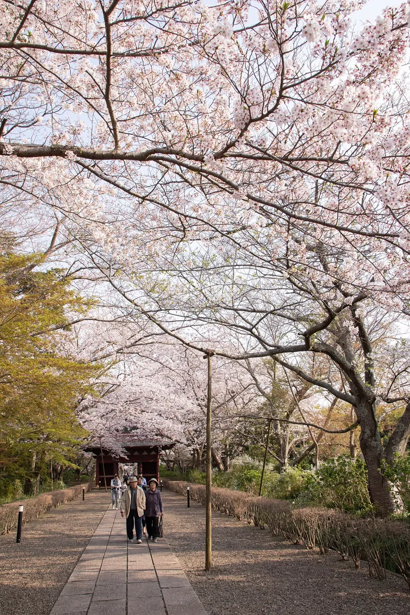 2019年春の長勝寺の桜並木