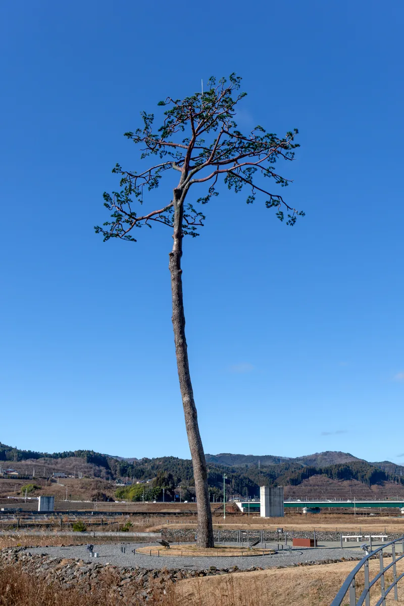 2023년 12월 보존 기념물인 기적의 한 그루 소나무