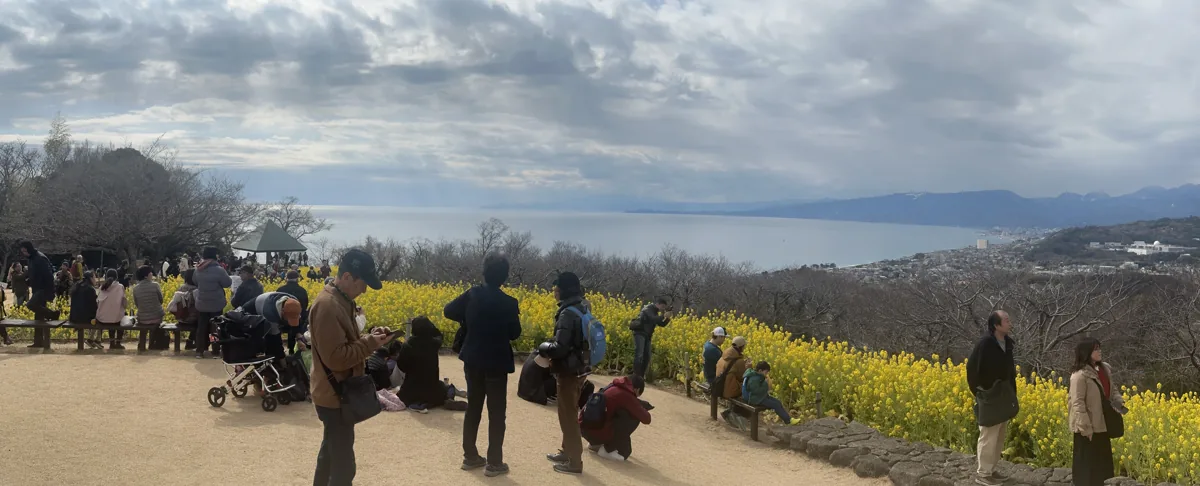 Rapeseed flowers, visitors and sea at Azumayama Park in February 2024