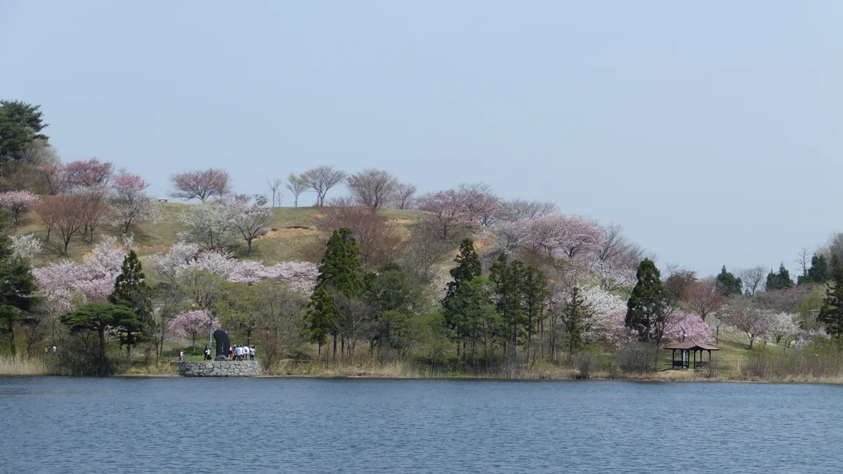 Nihon Kokkaen pond and cherry trees in April 2018