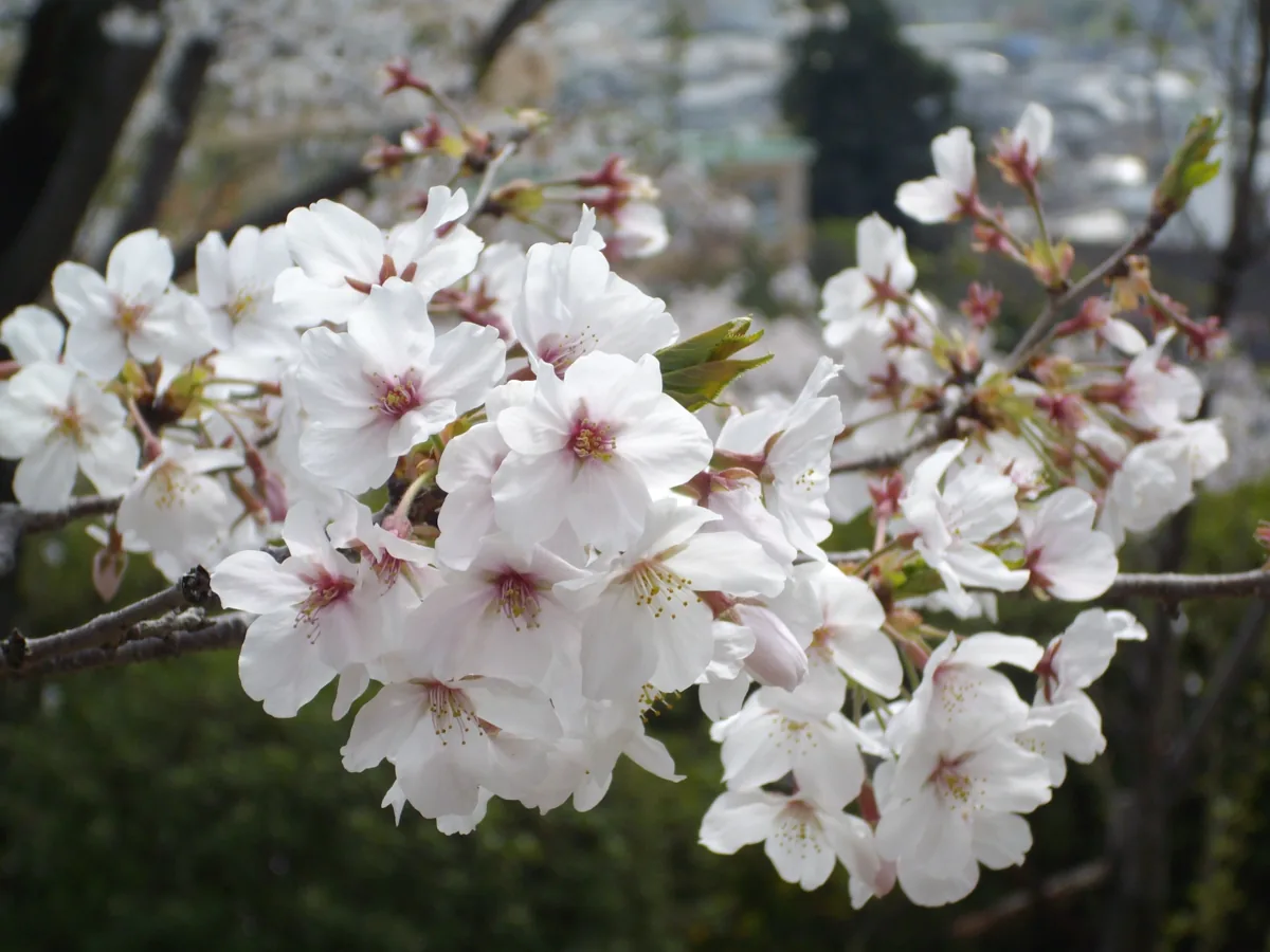 2008年春の熊本の菊池神社の桜