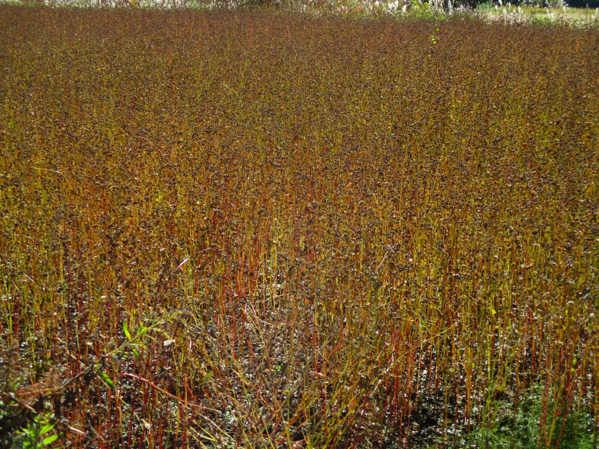 Buckwheat fields in Minamiaso in November 2025
