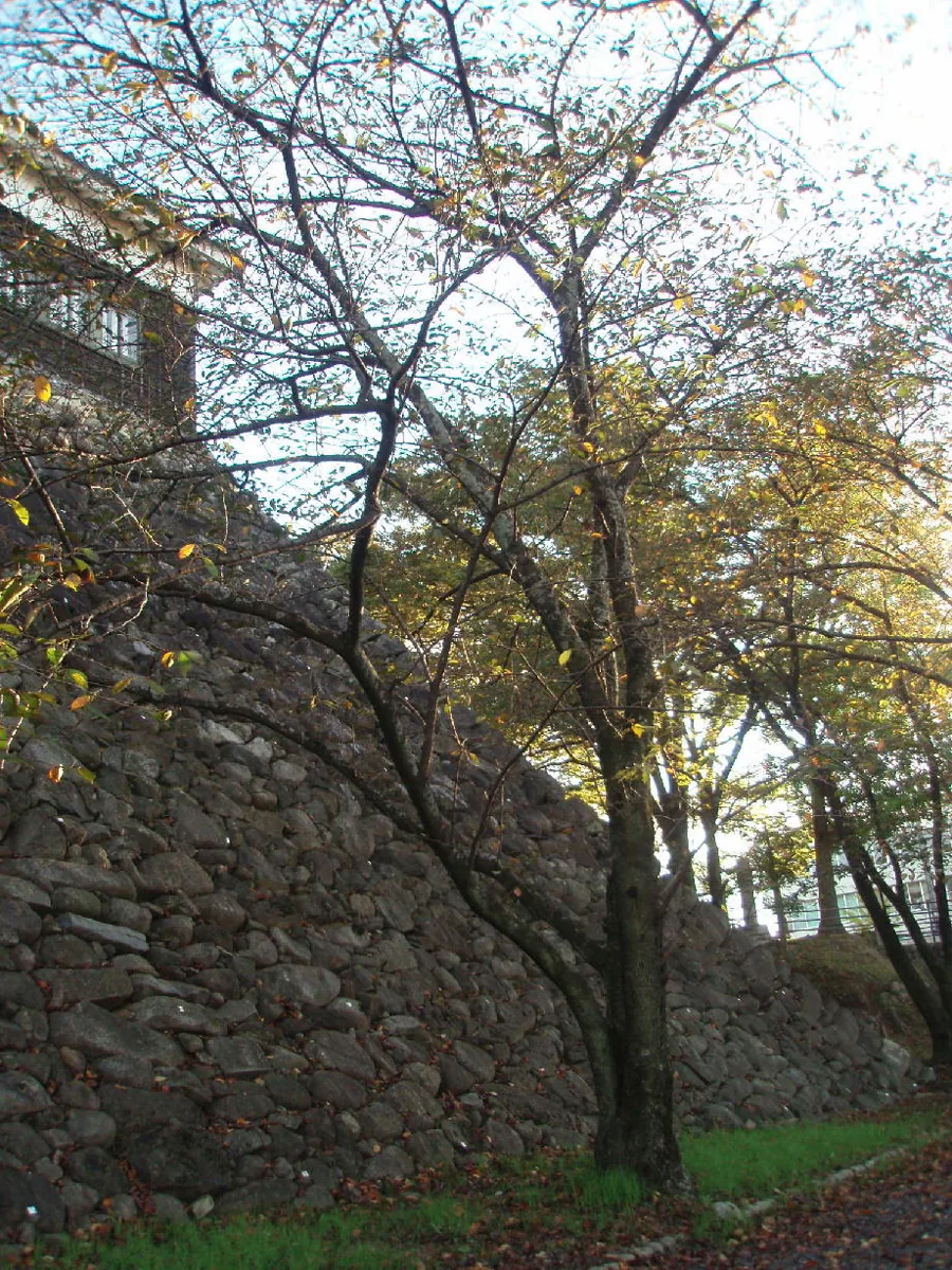 木々越しの亀山城多門櫓、2008年