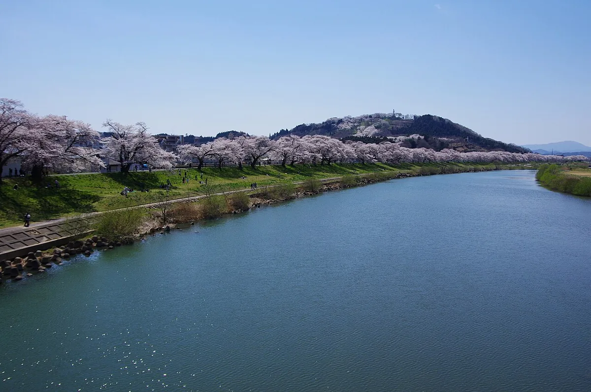 2011年にさくら歩道橋から見た白石川と春の桜