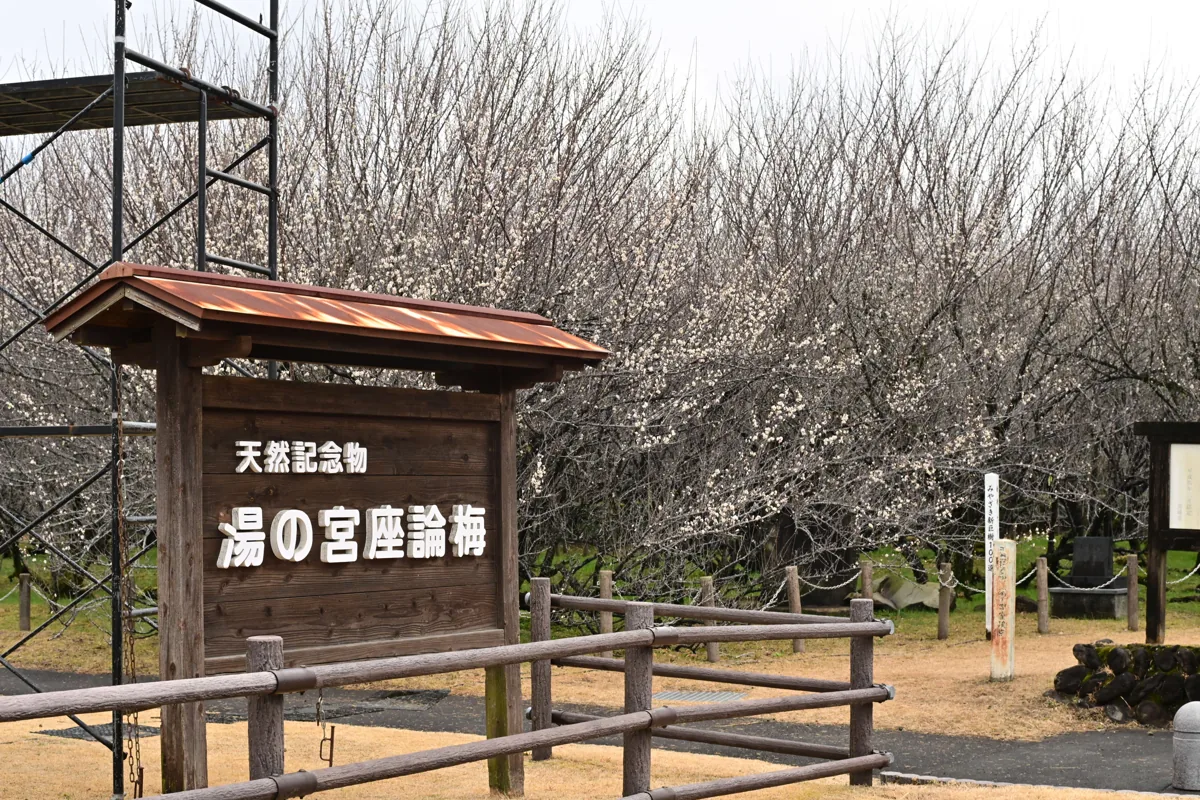 2025년 2월 유노미야 자론바이 매화나무