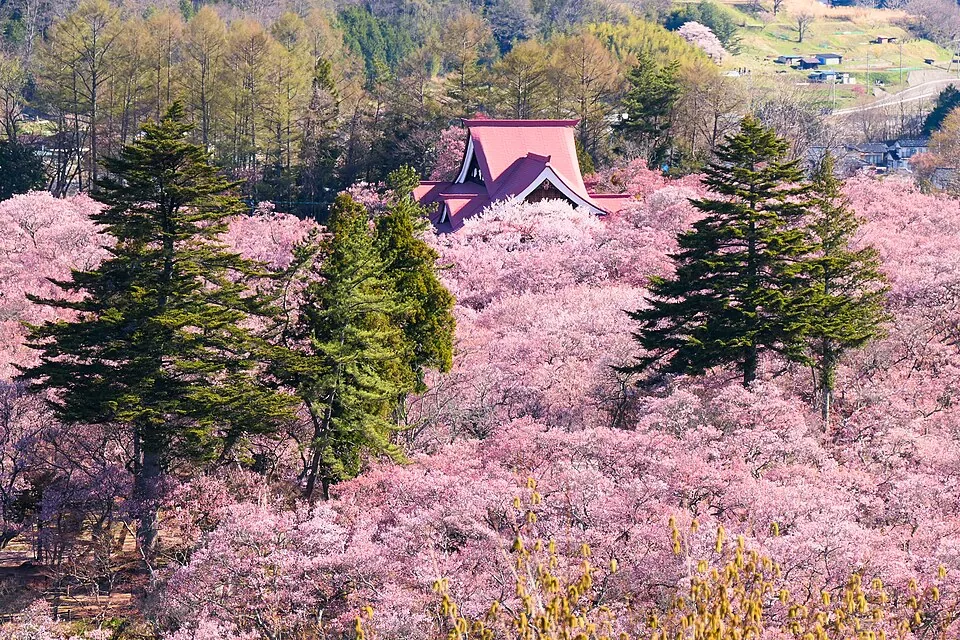 2021년 봄의 다카토 성터 공원 벚꽃 풍경