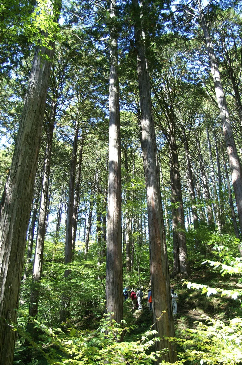 Woodland and walkers at Akasawa in 2006