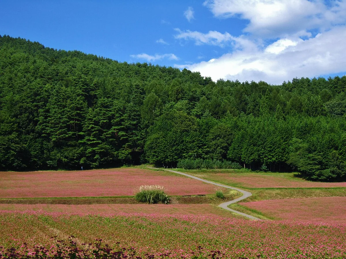 2012년 9월 아카소바노사토 꽃밭