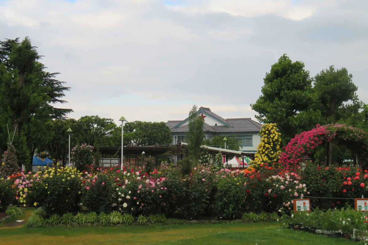 2018年5月の一本木公園のバラ庭園