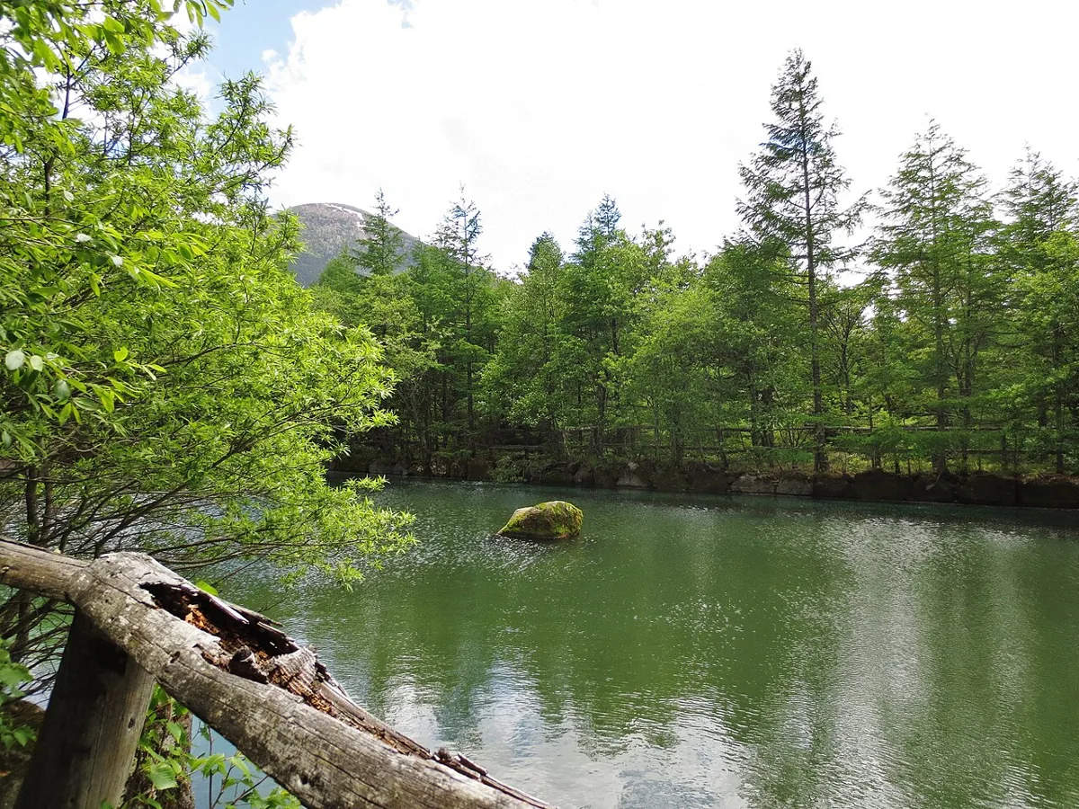2014年6月の御泉水自然園のカラマツ池