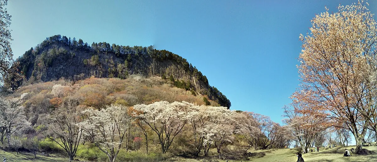 2021年4月の屏風岩公苑の岩壁と桜