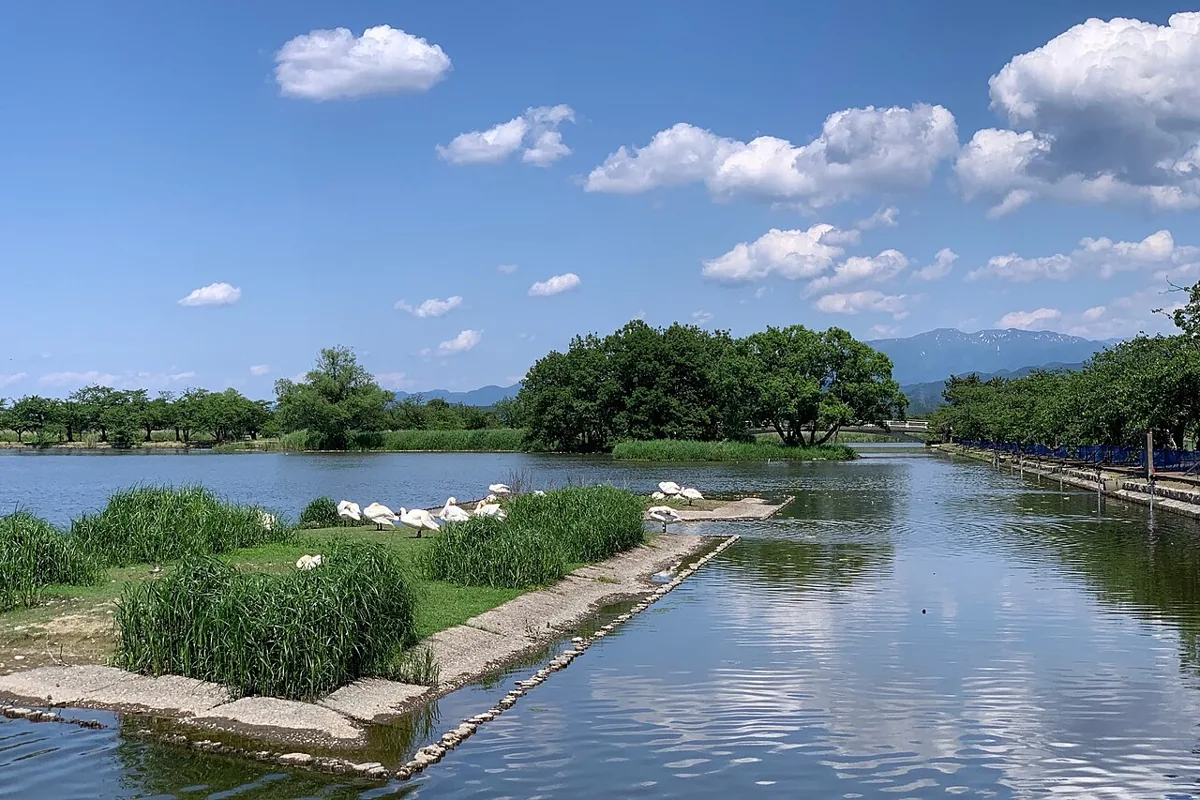2020年5月の瓢湖