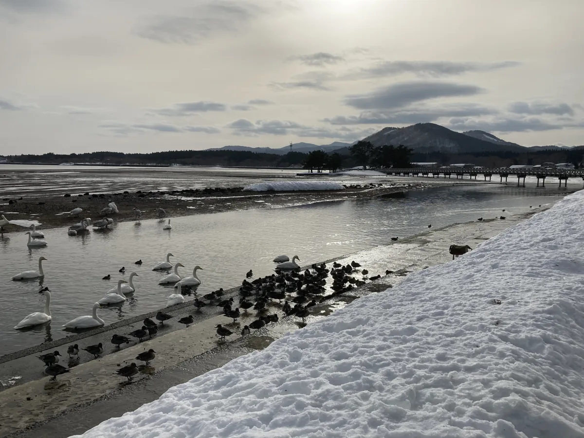 浅所海岸の冬鳥と水辺、2021年1月