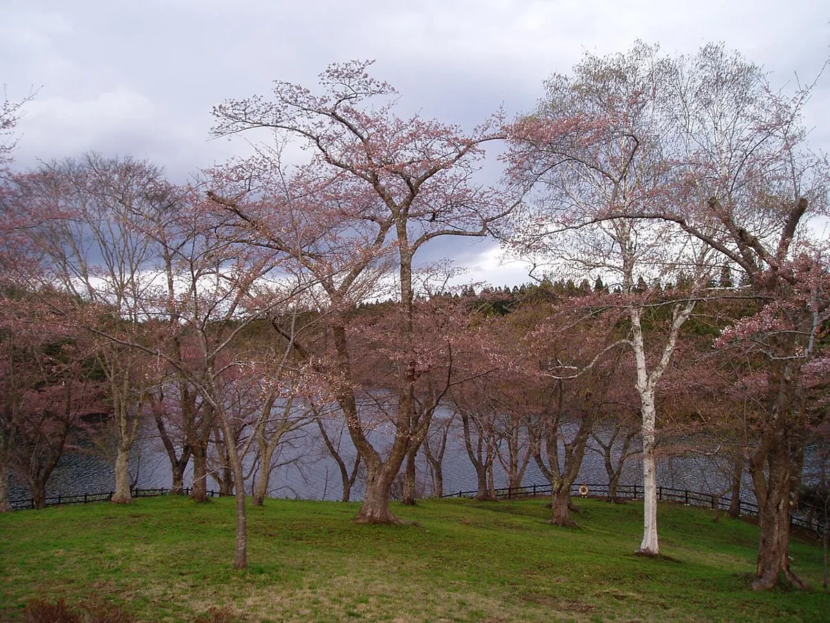 2012年5月の早掛沼公園の桜