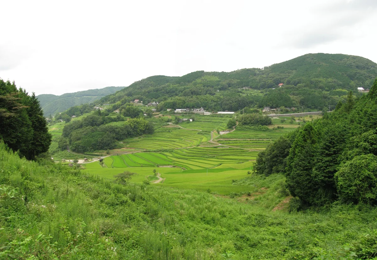 2010년 8월 오하가니시 계단식 논