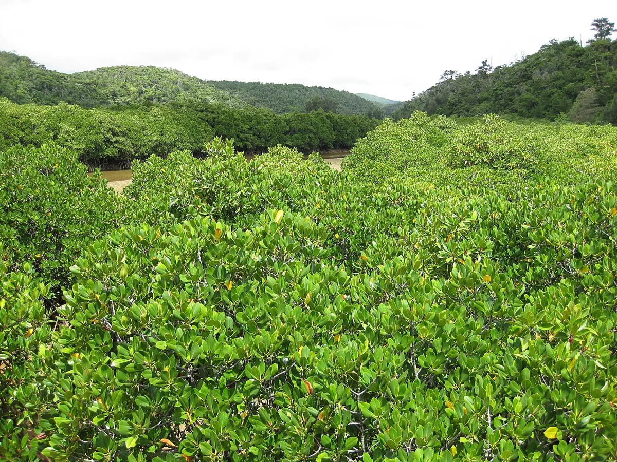 2009년 5월 게사시만 맹그로브 숲