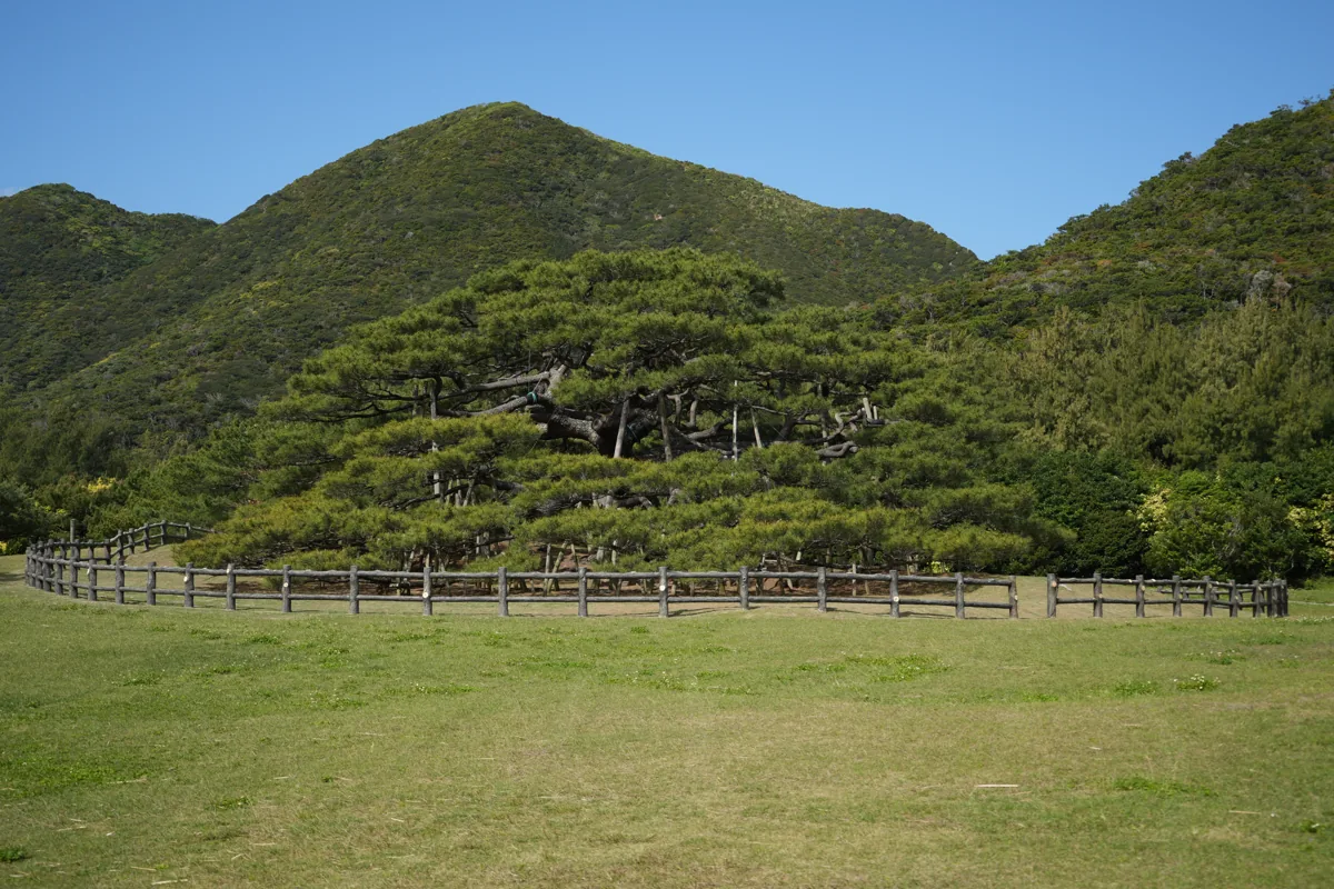2026年3月の念頭平松と保護柵
