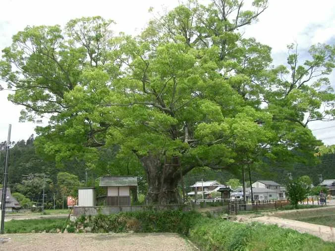 2004년 노마의 큰 느티나무