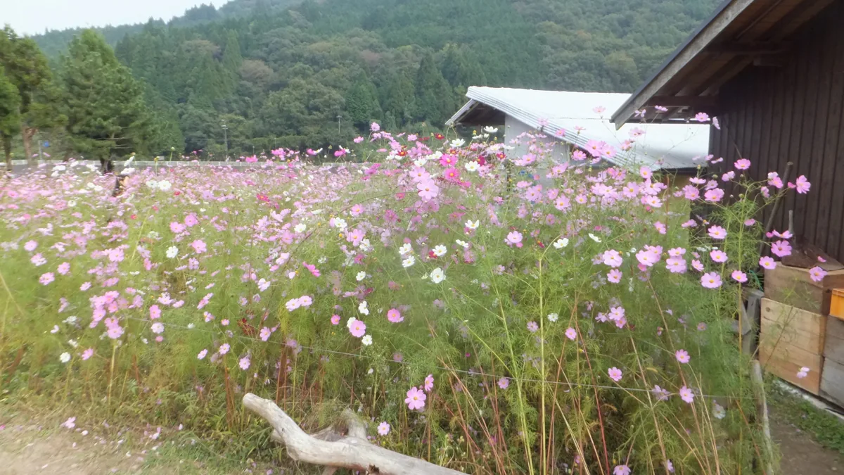 2015년 10월 10일 도요노 코스모스노사토