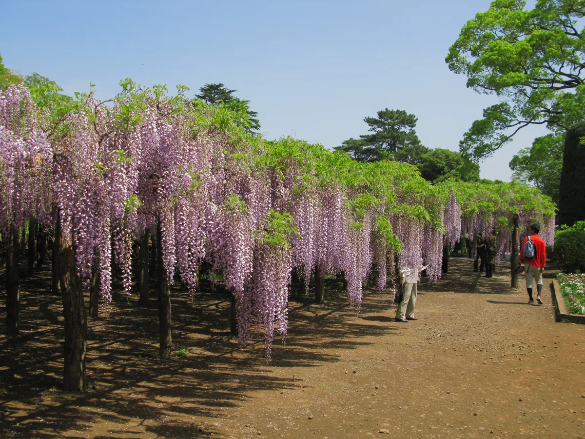 2011年5月の藤花園の牛島の藤