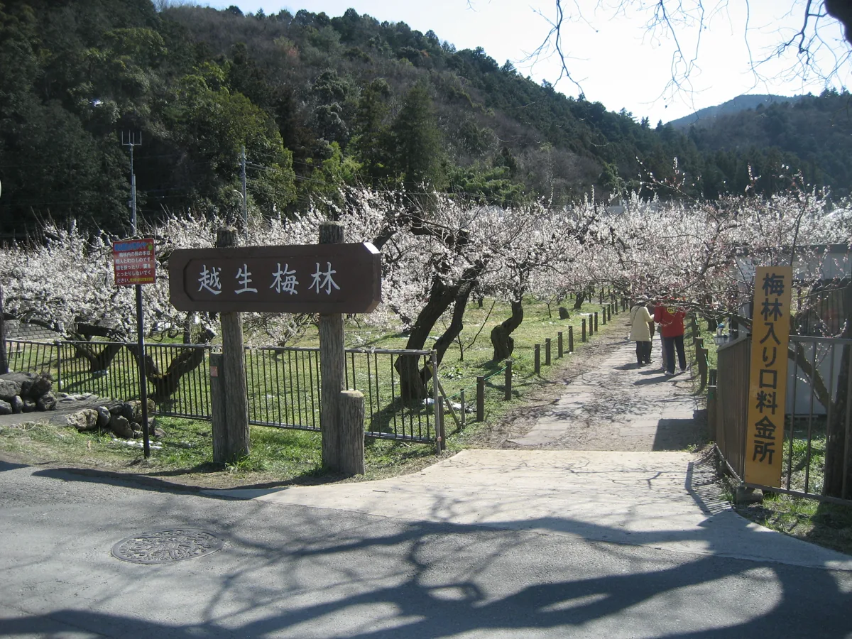 2010년에 게시된 오고세 매화림 입구, 촬영일 미상