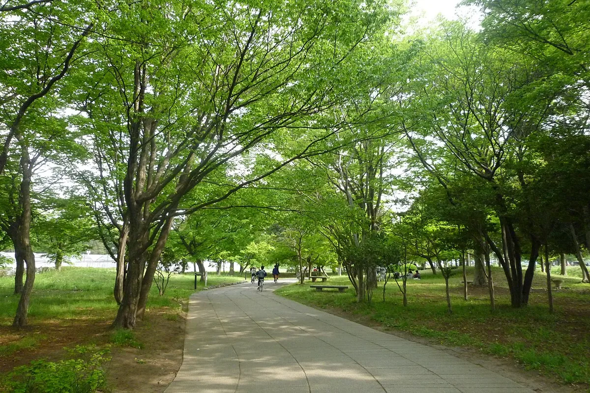 2011년 사키타마 고분공원의 나무와 길