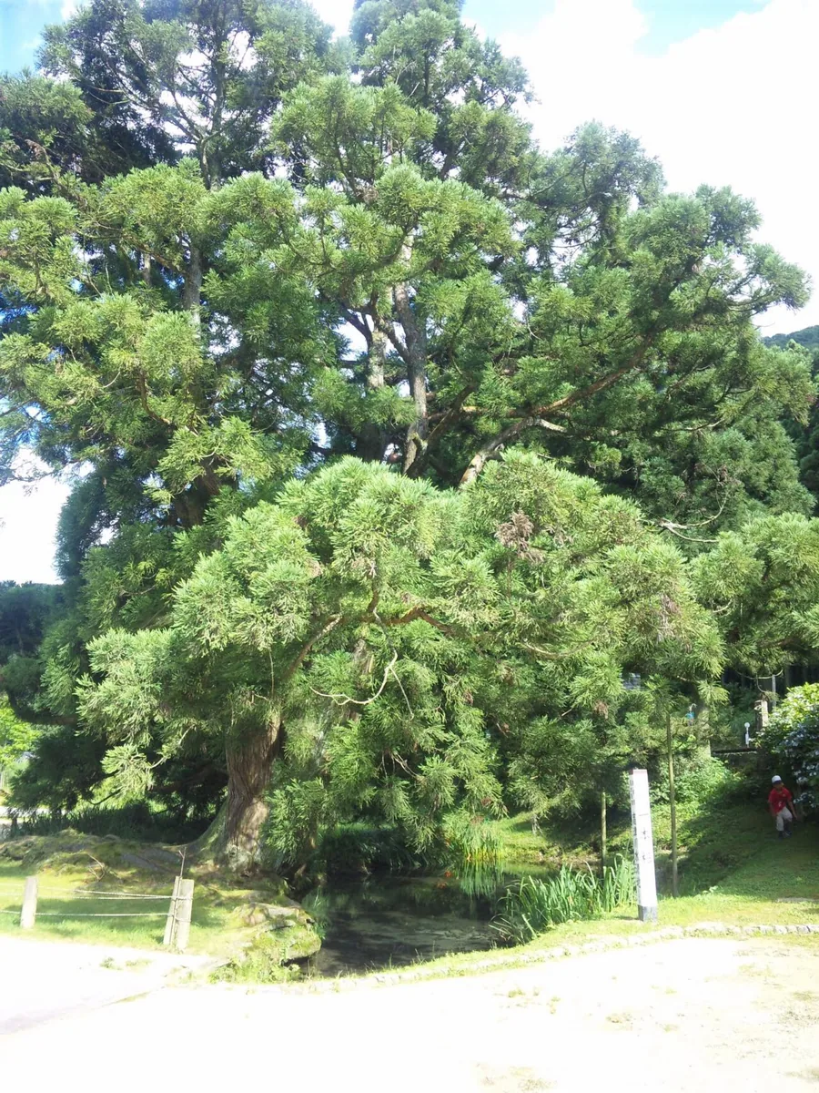 2010년 다카쓰가와 수원의 잇폰스기