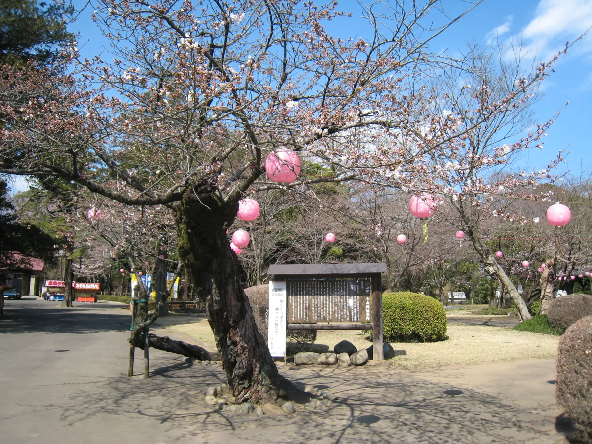 Shiroyama Park at the Oyama castle site in spring 2009