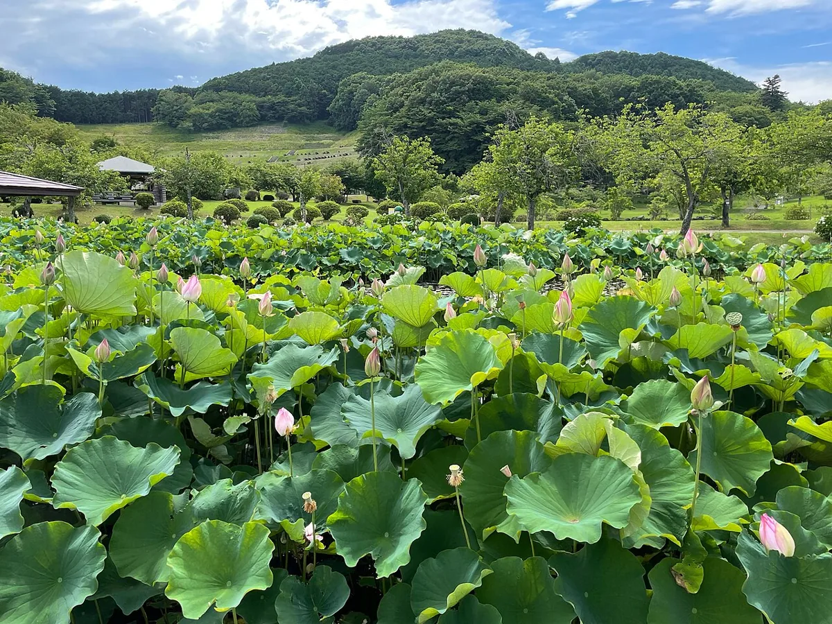 Photograph of Tsuga-no-Sato Park
