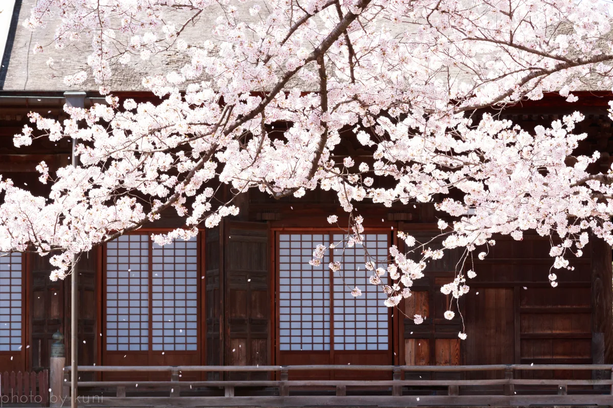 2018年3月の法華経寺の桜と寺院の景色