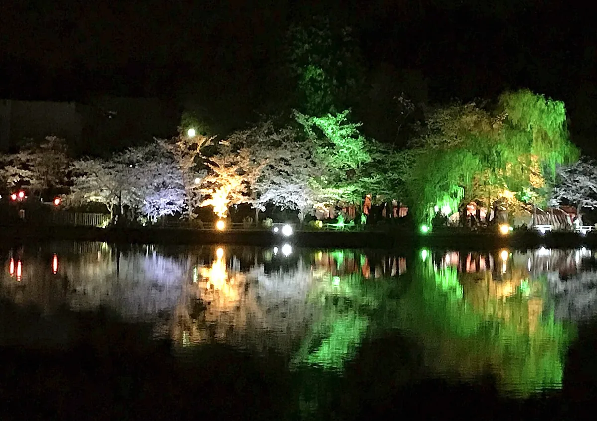 八鶴湖の過去の桜ライトアップ