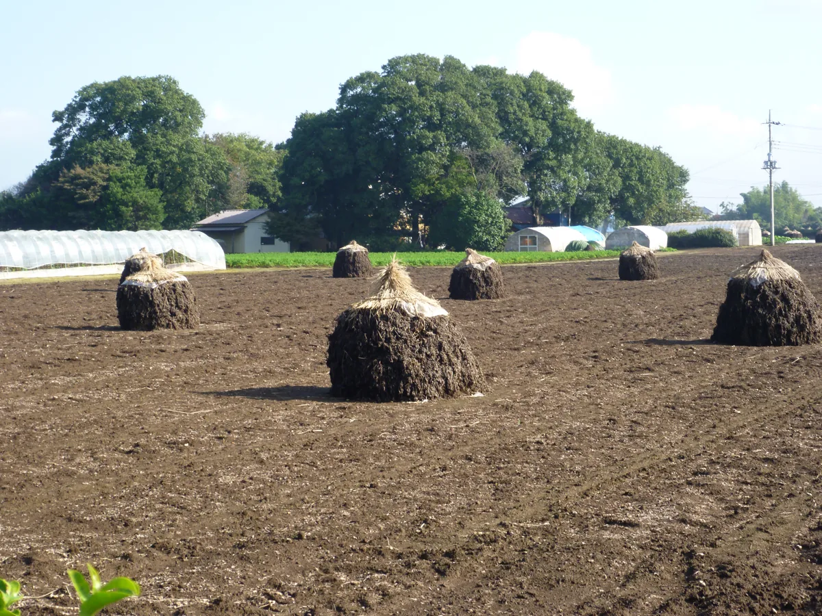 Peanut drying stacks in a Yachimata field in 2012