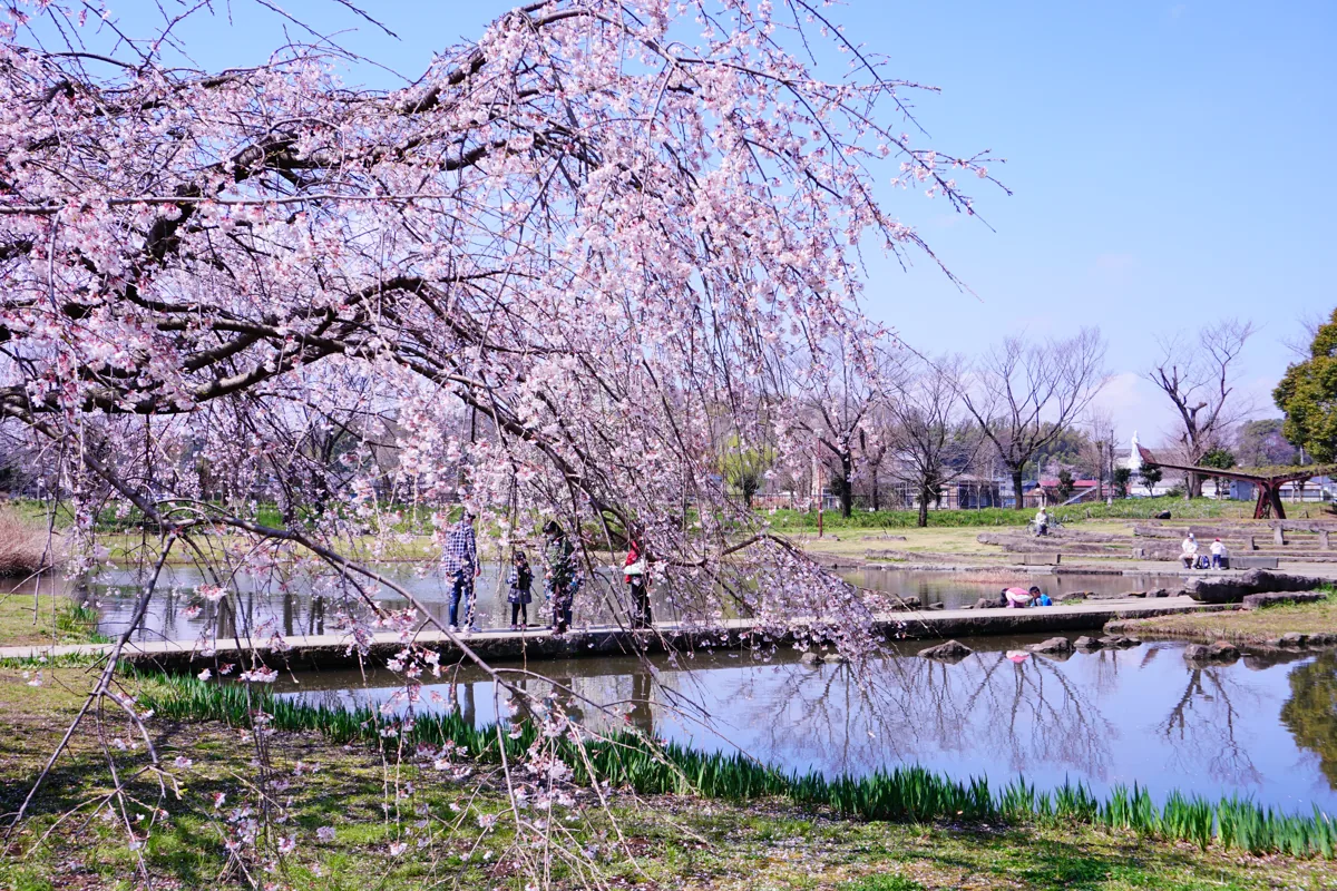 Weeping cherry at Kanayama Green Park in March 2019