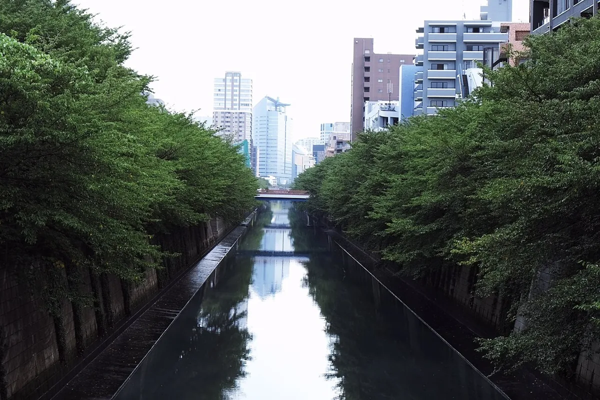 なかめ公園橋から見た目黒川と夏の木々