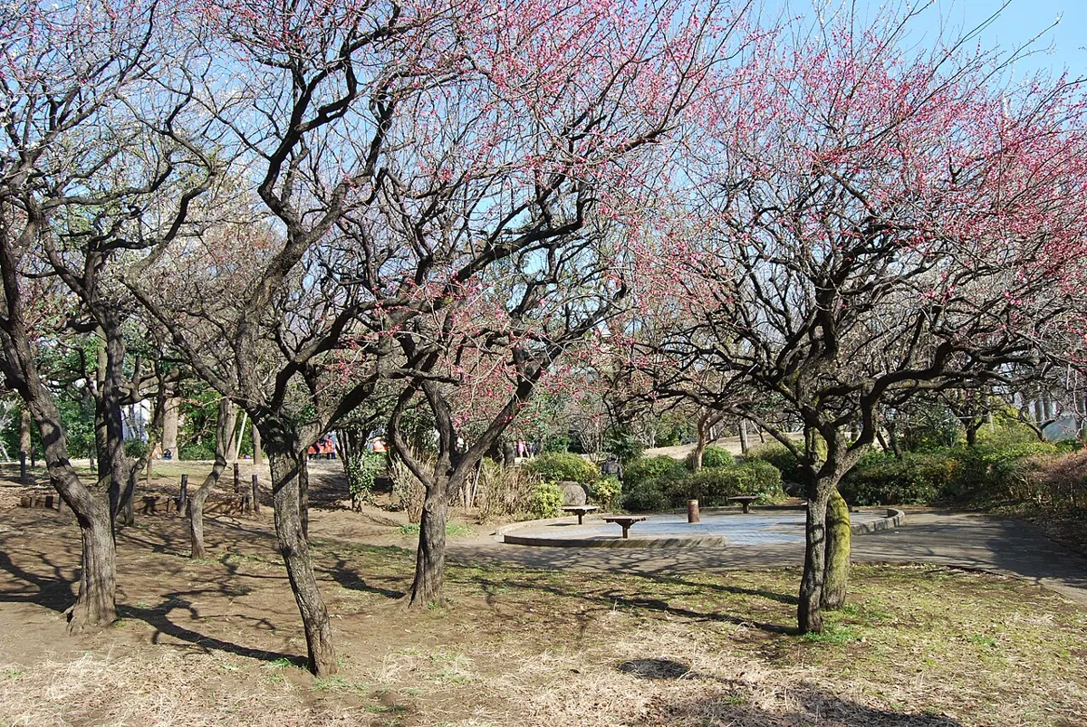 西郷山公園の木々と散歩の場所