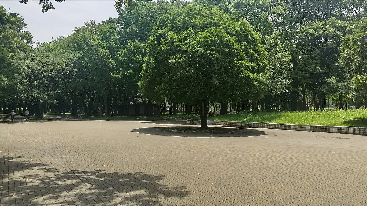 히카리가오카 공원 유리노키 광장의 나무와 포장된 길