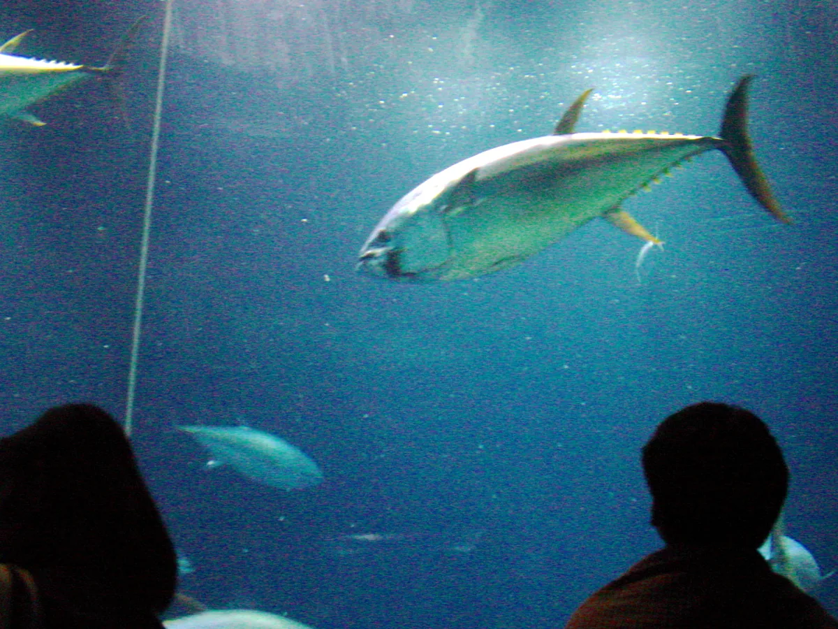 2003年の葛西臨海公園内の水族園の水槽と魚