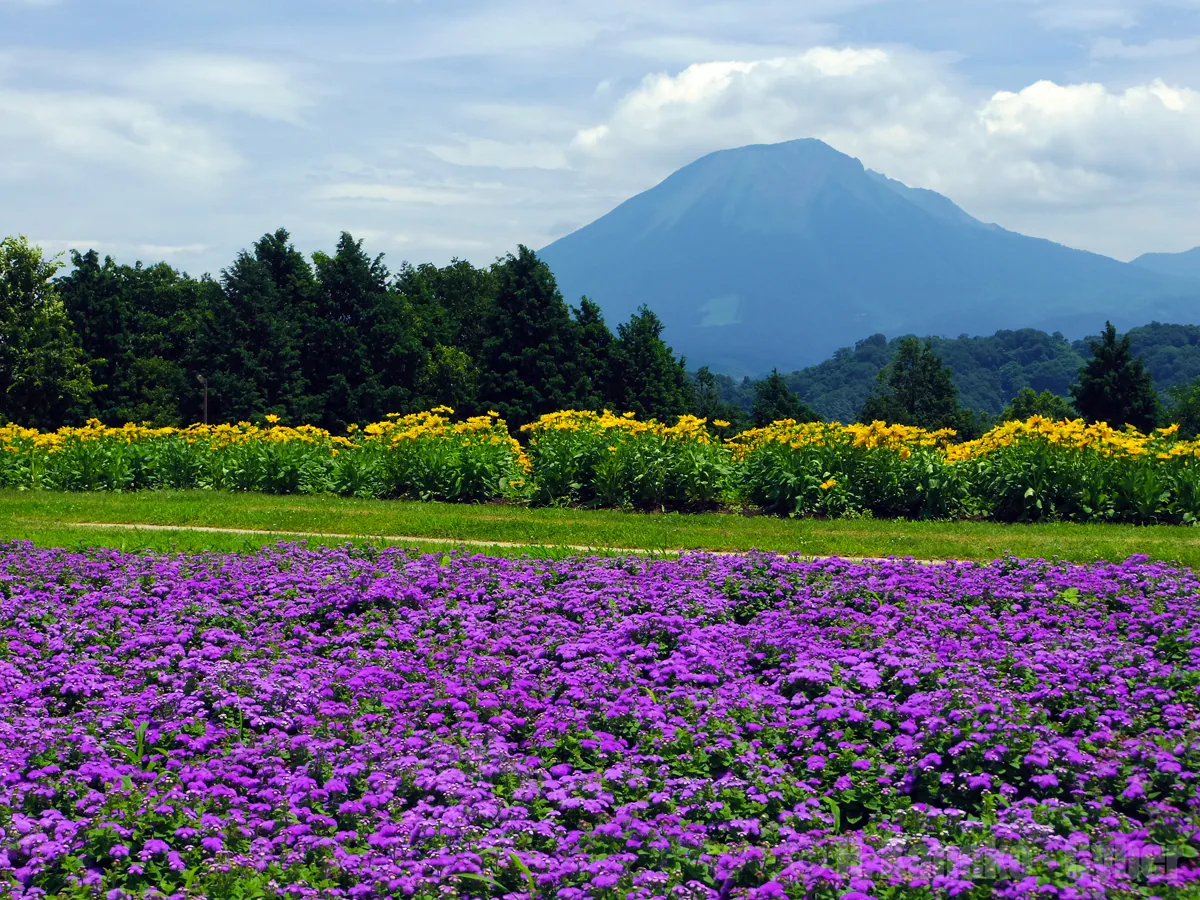 南部町の花畑越しの大山、2012年
