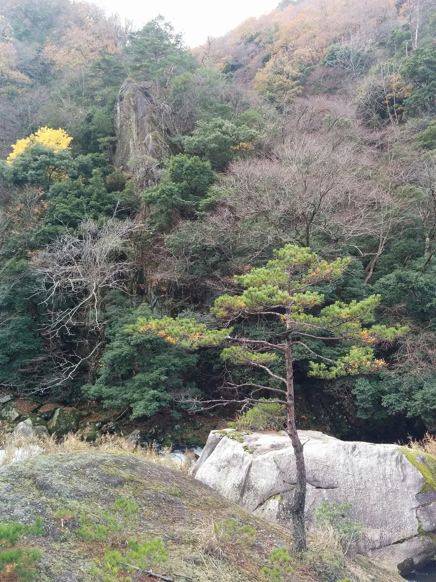 石霞渓の岩と晩秋の木々、2015年