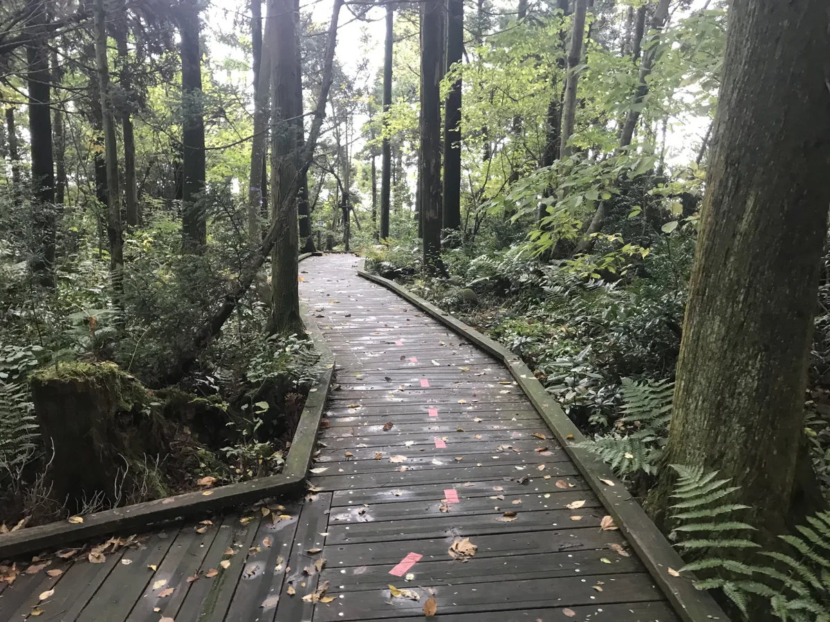 사와스기 숲 목도, 2018년